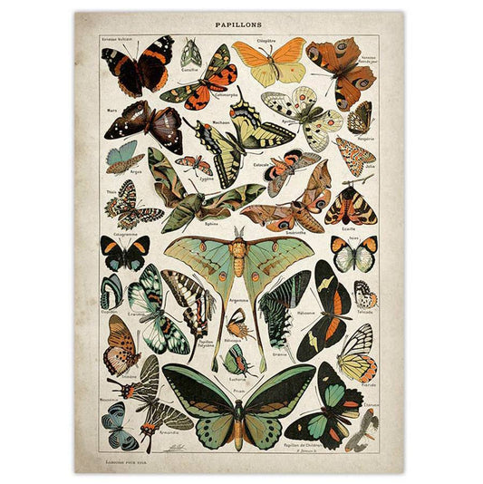 Butterfly Vintage Poster Boogzel Clothing